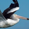 Pelikan australsky - Pelecanus conspicillatus - Australian Pelican o3631